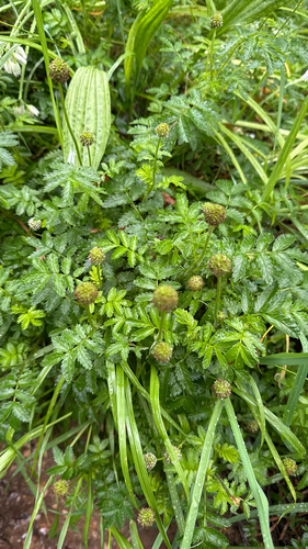 Acaena novae-zelandiae observed 2026-10-25