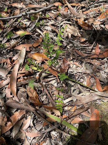 Cheilanthes sieberi observed 2026-10-25