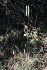 Phalaris coerulescens