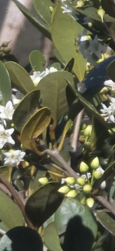 Aegiceras corniculatum observed 2026-10-25