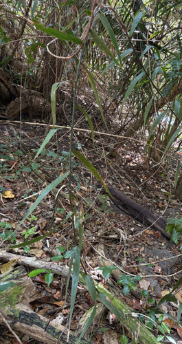 Flagellaria indica observed 2026-10-25