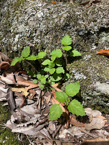 Coleus australis observed 2026-10-25