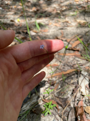 Wahlenbergia marginata observed 2026-10-25