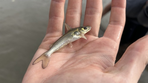 Channel Catfish
