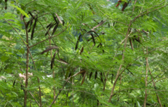 Calliandra magdalenae