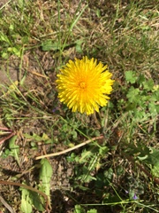 Taraxacum officinale