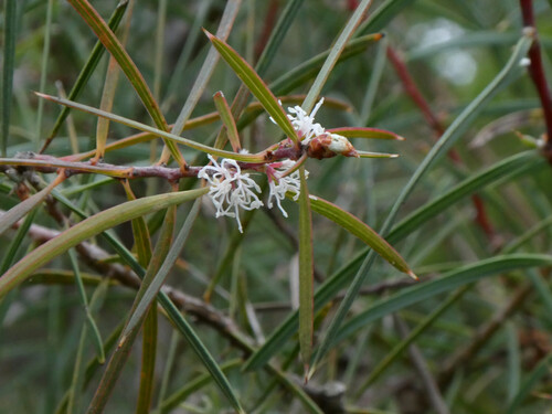 Hakea ulicina observed 2026-09-30