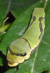 Papilio garamas