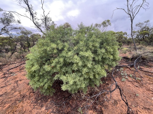 Senna artemisioides observed 2026-10-25