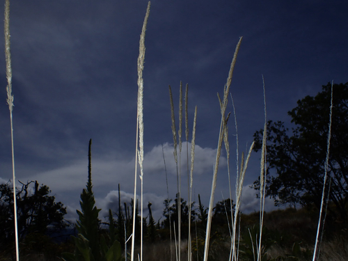 Trisetum glomeratum observed 2026-10-24