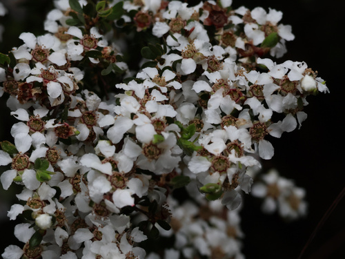 Leptospermum trinervium, 2026-10-23