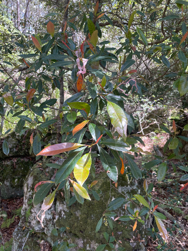 Elaeocarpus reticulatus observed 2026-10-25