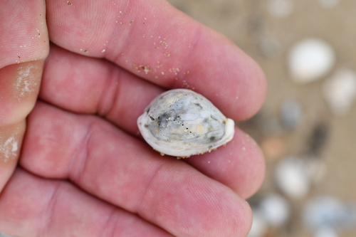 Cypraea subviridis observed 2026-10-25