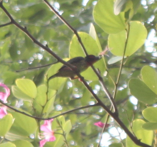 Psilopogon haemacephalus observed 2026-10-25