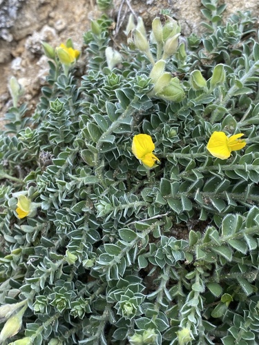 Crotalaria similis observed 2026-10-25