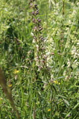 Stachys recta