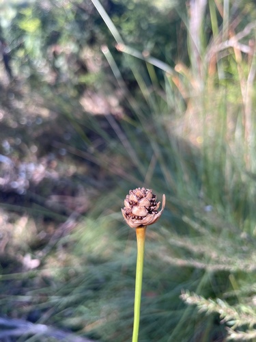 Gymnoschoenus sphaerocephalus observed 2026-10-25