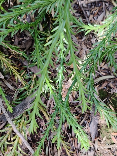 Phlegmariurus billardierei observed 2026-10-25