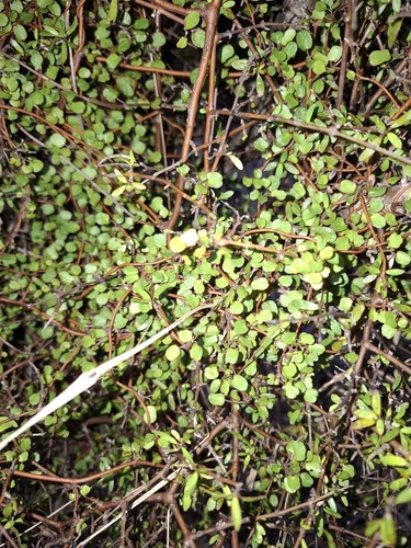 Muehlenbeckia complexa observed 2026-10-25