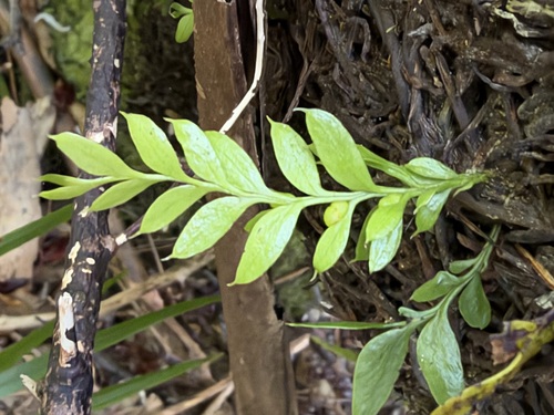 Tmesipteris lanceolata observed 2026-10-23