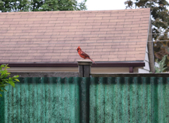 Cardinalis cardinalis