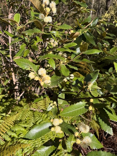Callicoma serratifolia observed 2026-10-25