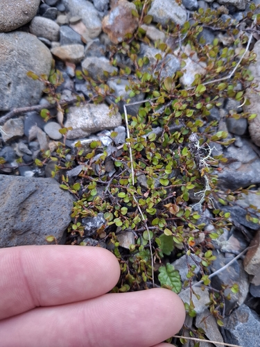 Muehlenbeckia axillaris observed 2026-10-25