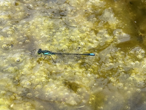 Black-fronted Forktail