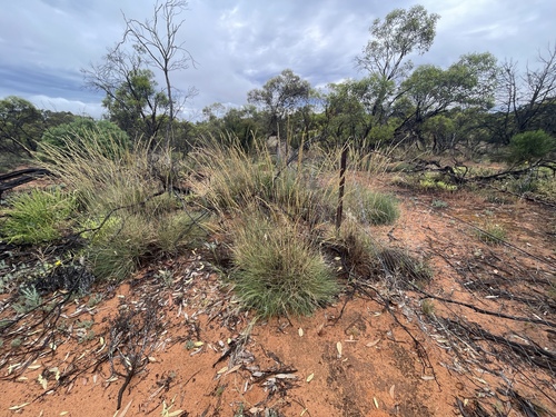Triodia irritans observed 2026-10-25