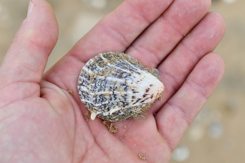Spondylus nicobaricus observed 2026-10-25