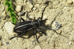 Dorcadion holosericeum