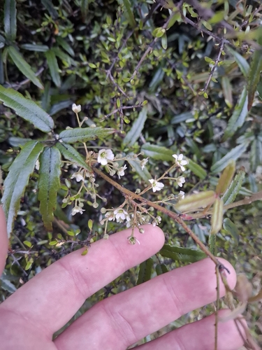 Rubus schmidelioides observed 2026-10-25