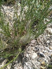 Euphydryas desfontainii