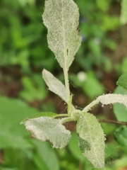 Podosphaera leucotricha