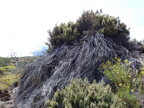 Leptecophylla tameiameiae observed 2026-10-24