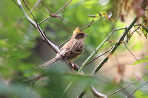 Emberiza elegans observed 2026-10-25