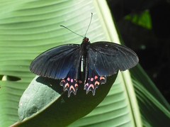 Parides photinus