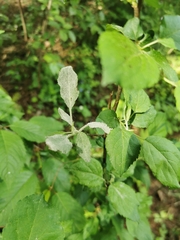 Podosphaera leucotricha