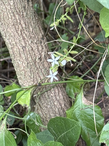 Plumbago zeylanica observed 2026-10-25