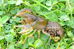Procambarus liberorum