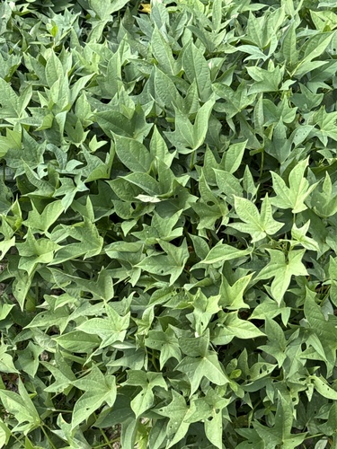 Ipomoea batatas observed 2026-10-25