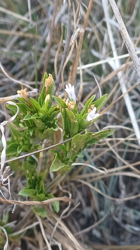 Chaetacanthus, 2026-10-25
