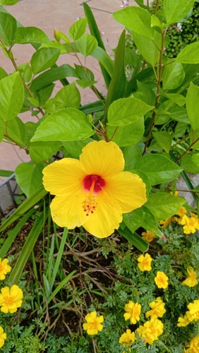 Hibiscus rosa-sinensis observed 2026-10-25