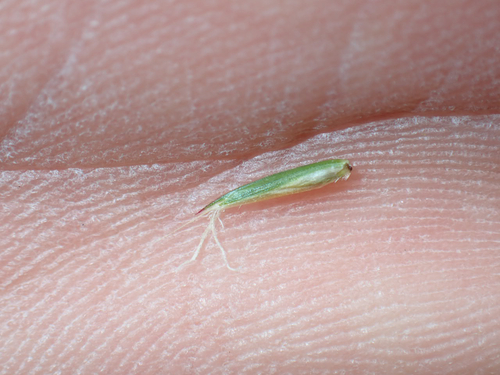 Anthoxanthum odoratum observed 2026-10-24