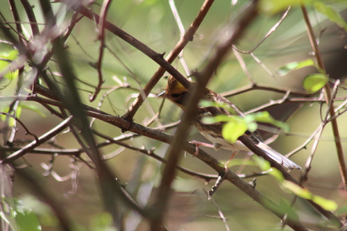 Emberiza elegans observed 2026-10-25