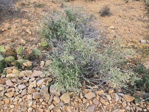 Wright's Beebrush