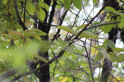 Emberiza elegans observed 2026-10-25
