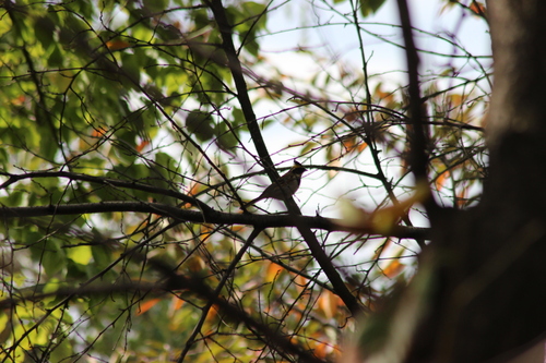 Emberiza elegans observed 2026-10-25