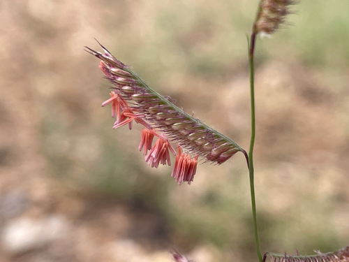 Rothrock's grama