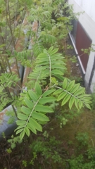 Sorbus aucuparia